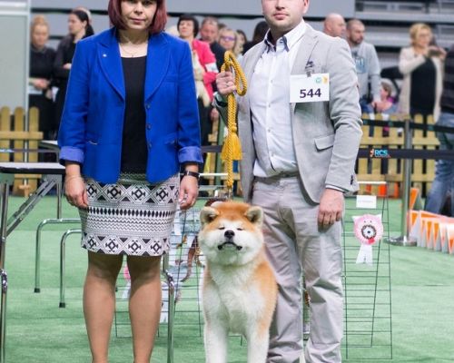 KRAJOWA WYSTAWA PSÓW RASOWYCH W LUBINIU 22.01.2017